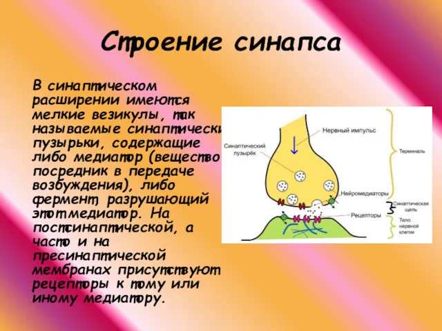 В синаптическом расширении имеются мелкие везикулы, так называемые синаптические пузырьки,