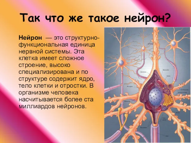 Так что же такое нейрон? Нейрон — это структурно-функциональная единица