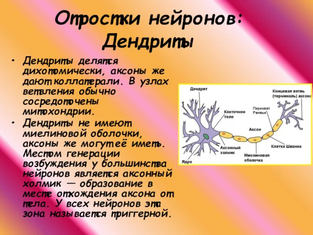 Дендриты делятся дихотомически, аксоны же дают коллатерали. В узлах ветвления