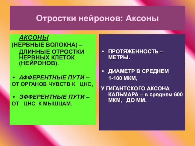 Отростки нейронов: Аксоны АКСОНЫ (НЕРВНЫЕ ВОЛОКНА) – ДЛИННЫЕ ОТРОСТКИ НЕРВНЫХ