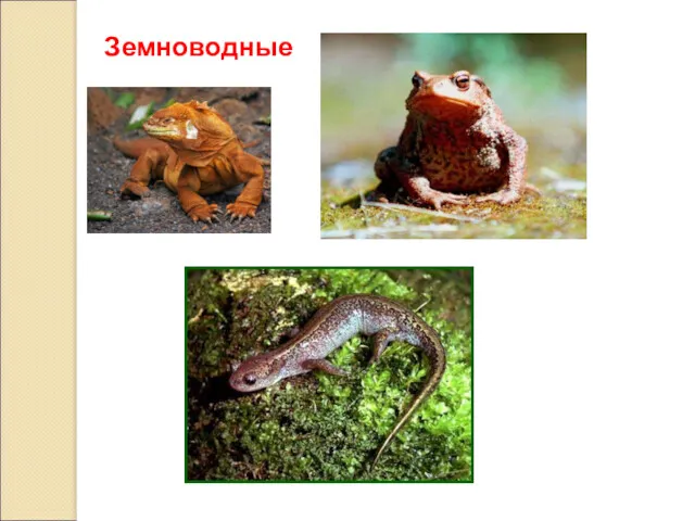 Земноводные