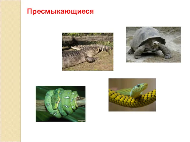 Пресмыкающиеся