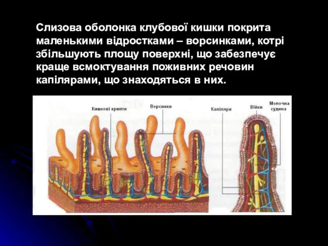 Слизова оболонка клубової кишки покрита маленькими відростками – ворсинками, котрі