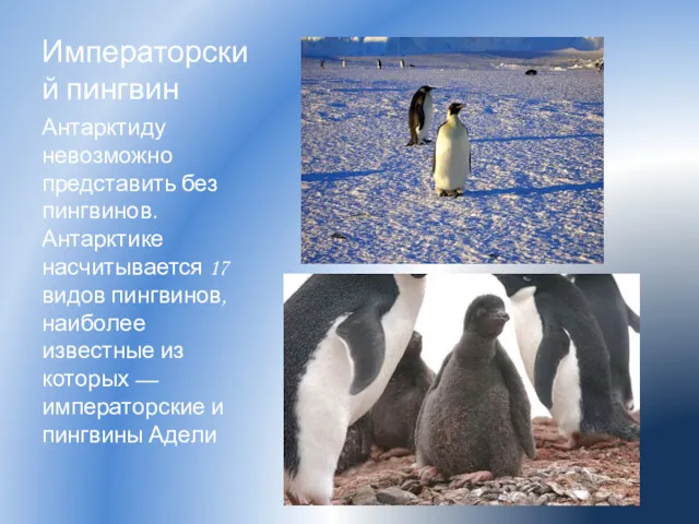 Императорский пингвин Антарктиду невозможно представить без пингвинов. Антарктике насчитывается 17