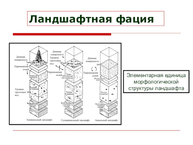 Ландшафтная фация Элементарная единица морфологической структуры ландшафта