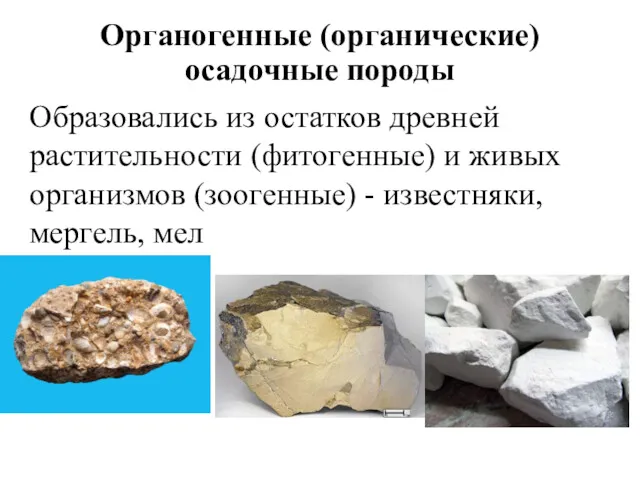 Образовались из остатков древней растительности (фитогенные) и живых организмов (зоогенные)