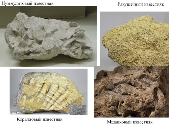 Нуммулитовый известняк Мшанковый известняк Ракушечный известняк Коралловый известняк