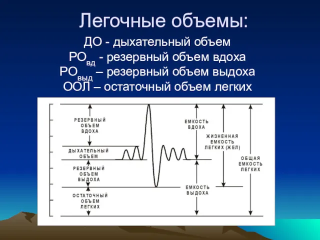 Легочные объемы: ДО - дыхательный объем РОвд - резервный объем