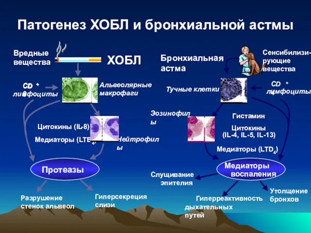 Патогенез ХОБЛ и бронхиальной астмы Альвеолярные макрофаги Нейтрофилы Разрушение стенок