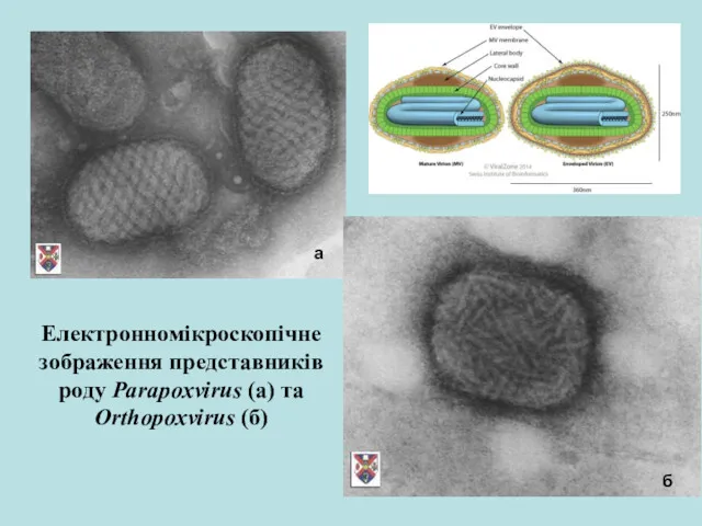 Електронномікроскопічне зображення представників роду Parapoxvirus (а) та Orthopoxvirus (б) а б