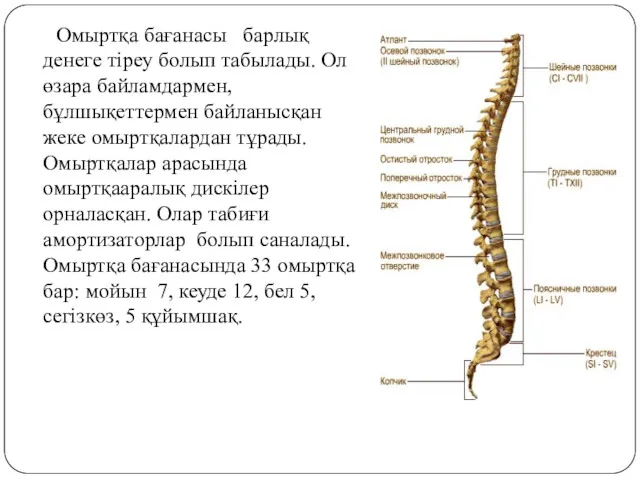 Омыртқа бағанасы барлық денеге тіреу болып табылады. Ол өзара байламдармен,