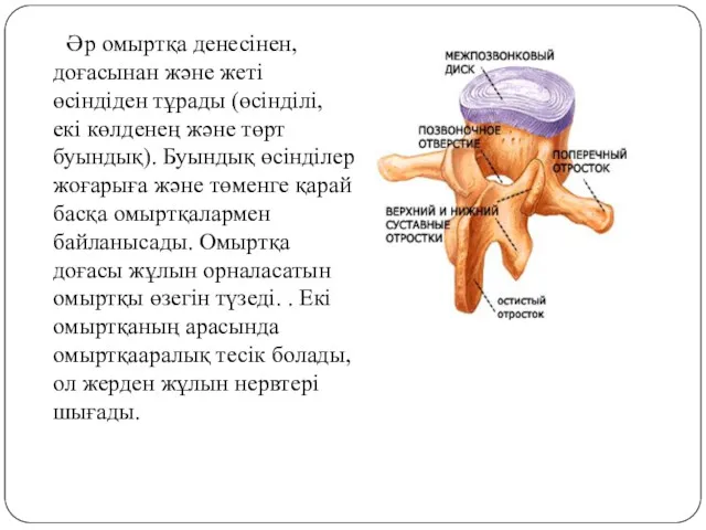 Әр омыртқа денесінен, доғасынан және жеті өсіндіден тұрады (өсінділі, екі