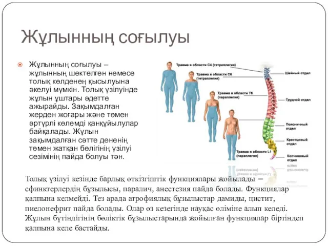 Жұлынның соғылуы Жұлынның соғылуы – жұлынның шектелген немесе толық көлденең