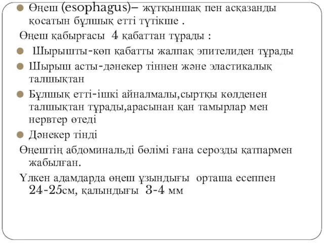 Өңеш (esophagus)– жұтқыншақ пен асқазанды қосатын бұлшық етті түтікше .