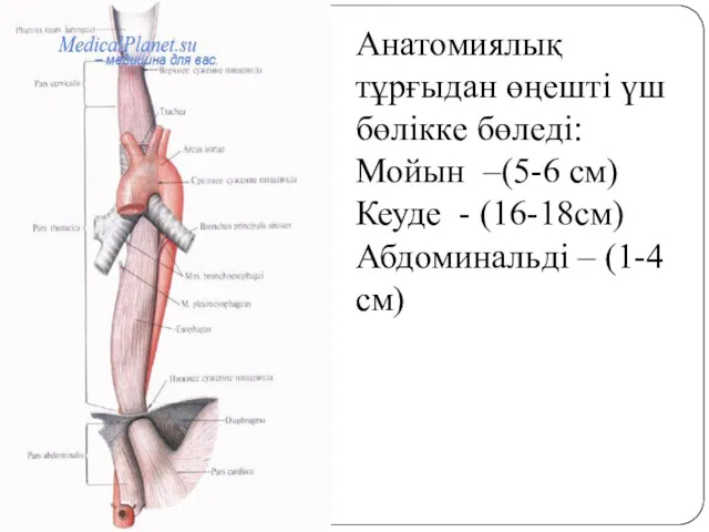 Анатомиялық тұрғыдан өңешті үш бөлікке бөледі: Мойын –(5-6 см) Кеуде - (16-18см) Абдоминальді – (1-4 см)