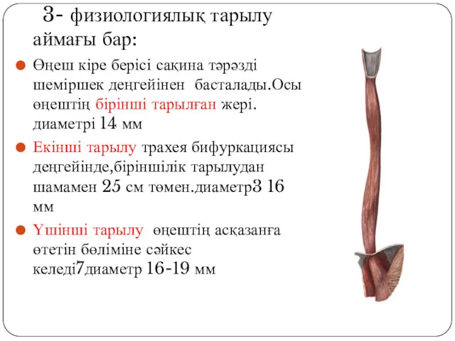 3- физиологиялық тарылу аймағы бар: Өңеш кіре берісі сақина тәрәзді