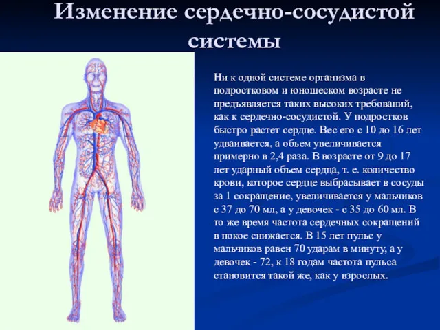 Изменение сердечно-сосудистой системы Ни к одной системе организма в подростковом