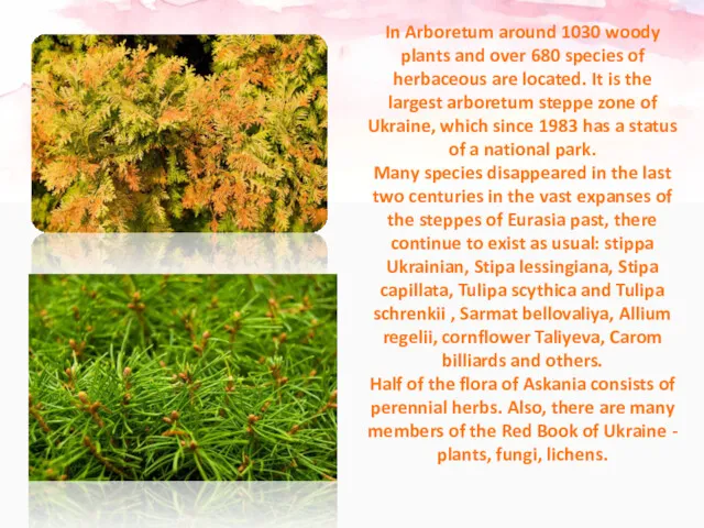 In Arboretum around 1030 woody plants and over 680 species