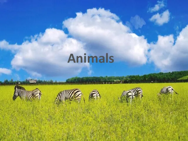 Animals