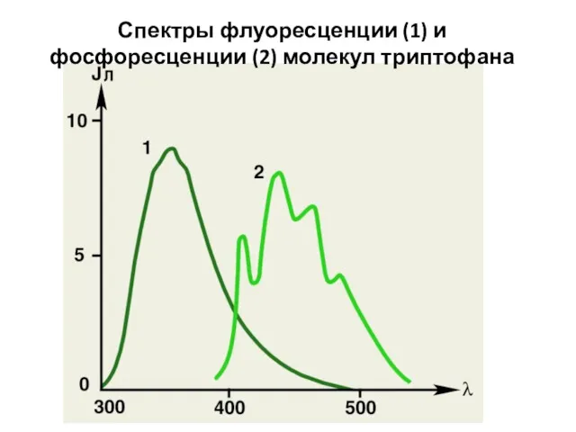 Спектры флуоресценции (1) и фосфоресценции (2) молекул триптофана