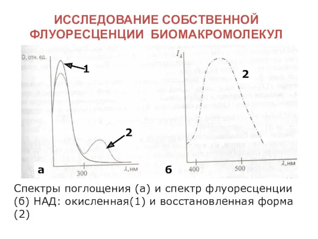 ИССЛЕДОВАНИЕ СОБСТВЕННОЙ ФЛУОРЕСЦЕНЦИИ БИОМАКРОМОЛЕКУЛ Спектры поглощения (а) и спектр флуоресценции