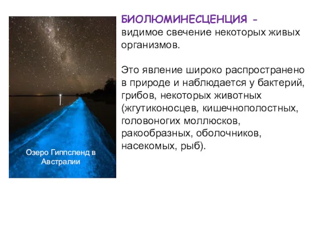 Озеро Гиппсленд в Австралии БИОЛЮМИНЕСЦЕНЦИЯ - видимое свечение некоторых живых