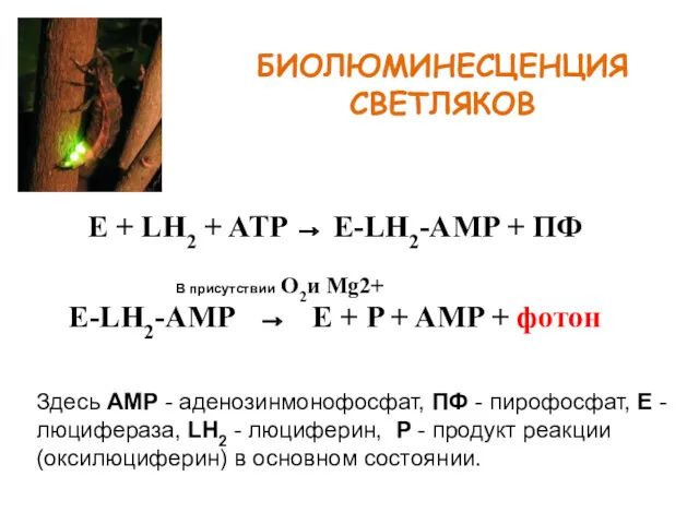 БИОЛЮМИНЕСЦЕНЦИЯ СВЕТЛЯКОВ E + LH2 + ATP → E-LH2-AMP +