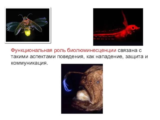 Функциональная роль биолюминесценции связана с такими аспектами поведения, как нападение, защита и коммуникация.