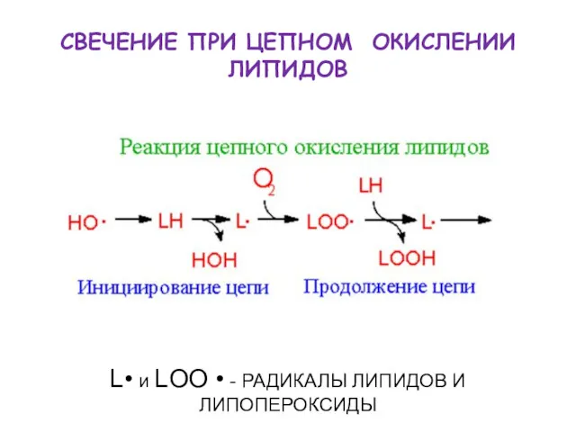 СВЕЧЕНИЕ ПРИ ЦЕПНОМ ОКИСЛЕНИИ ЛИПИДОВ L• и LOO • - РАДИКАЛЫ ЛИПИДОВ И ЛИПОПЕРОКСИДЫ