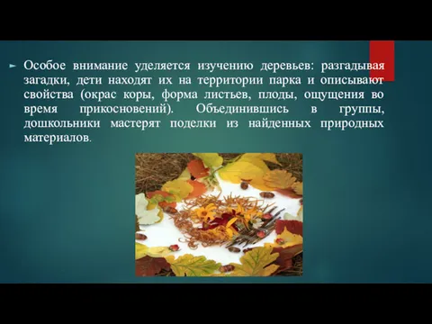 Особое внимание уделяется изучению деревьев: разгадывая загадки, дети находят их