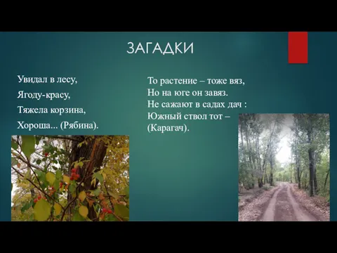 ЗАГАДКИ Увидал в лесу, Ягоду-красу, Тяжела корзина, Хороша... (Рябина). То