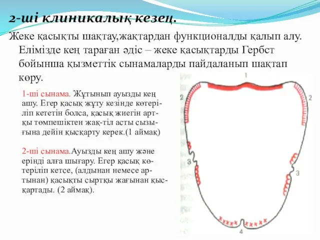 2-ші клиникалық кезең. Жеке қасықты шақтау,жақтардан функционалды қалып алу. Елімізде