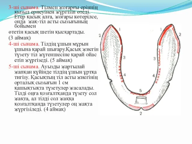 3-ші сынама. Тілмен жоғарғы еріннің қызыл ернеуінен жүргізіп өтеді. Егер