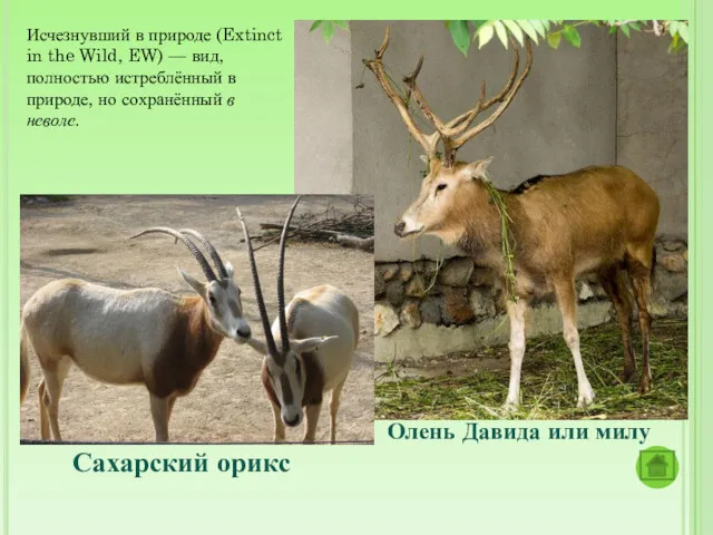 Исчезнувший в природе (Extinct in the Wild, EW) — вид,