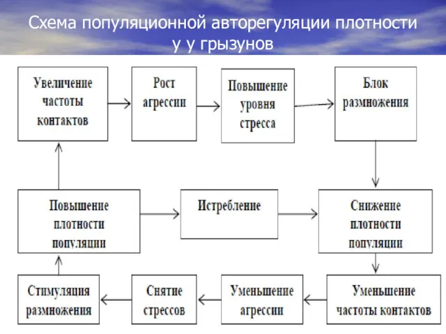 Схема популяционной авторегуляции плотности у у грызунов