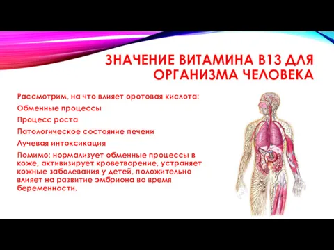 ЗНАЧЕНИЕ ВИТАМИНА В13 ДЛЯ ОРГАНИЗМА ЧЕЛОВЕКА Рассмотрим, на что влияет