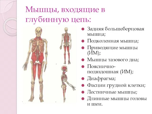 Мышцы, входящие в глубинную цепь: Задняя большеберцовая мышца; Подколенная мышца;