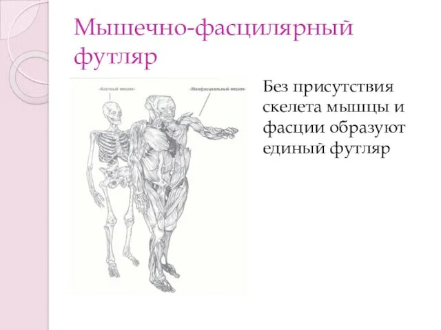 Мышечно-фасцилярный футляр Без присутствия скелета мышцы и фасции образуют единый футляр