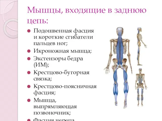 Мышцы, входящие в заднюю цепь: Подошвенная фасция и короткие сгибатели