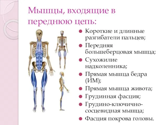 Мышцы, входящие в переднюю цепь: Короткие и длинные разгибатели пальцев;