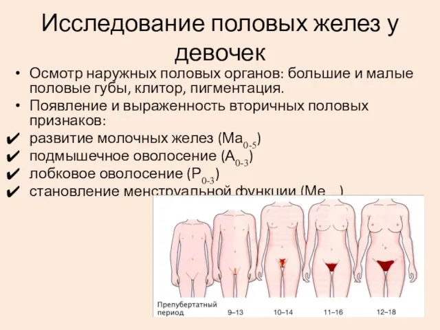 Исследование половых желез у девочек Осмотр наружных половых органов: большие
