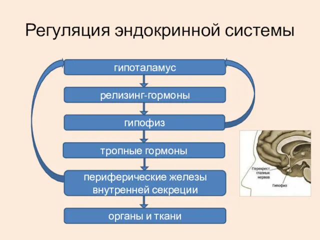 гипоталамус релизинг-гормоны гипофиз тропные гормоны периферические железы внутренней секреции органы и ткани Регуляция эндокринной системы