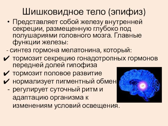 Шишковидное тело (эпифиз) Представляет собой железу внутренней секреции, размещенную глубоко