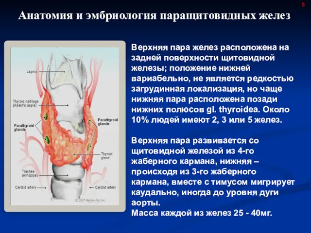 Анатомия и эмбриология паращитовидных желез Верхняя пара желез расположена на задней поверхности щитовидной
