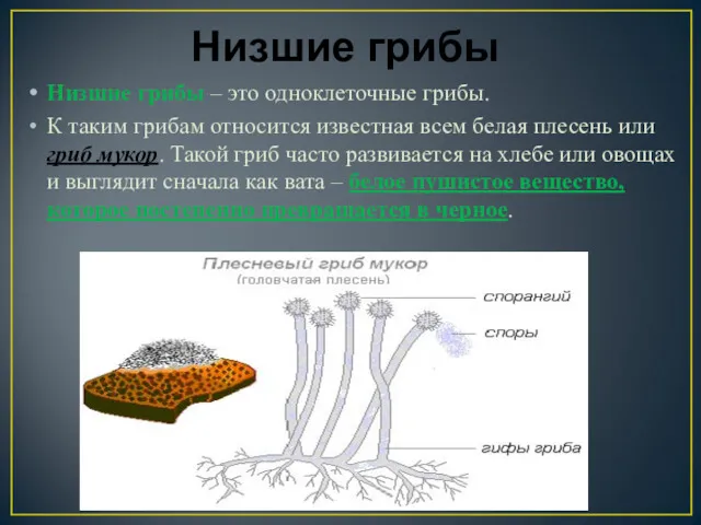 Низшие грибы Низшие грибы – это одноклеточные грибы. К таким