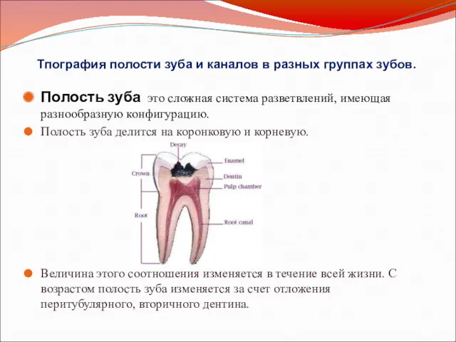 Тпография полости зуба и каналов в разных группах зубов. Полость