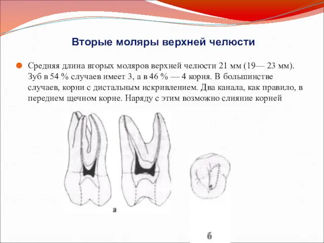 Вторые моляры верхней челюсти Средняя длина вторых моляров верхней челюсти