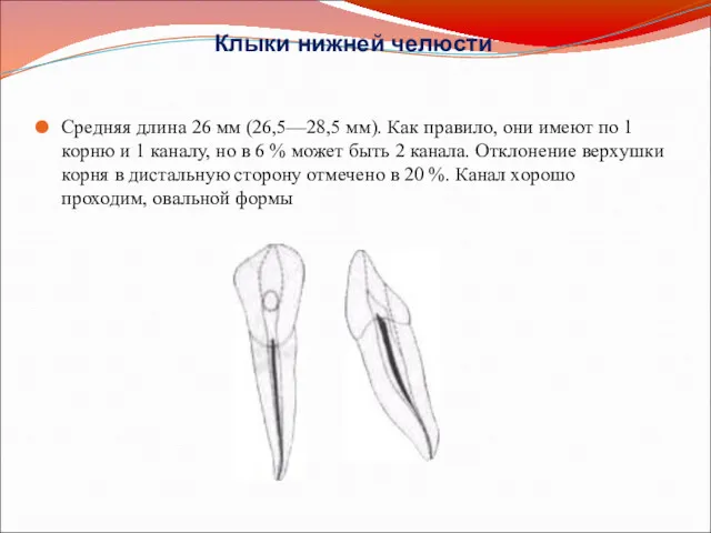 Клыки нижней челюсти Средняя длина 26 мм (26,5—28,5 мм). Как