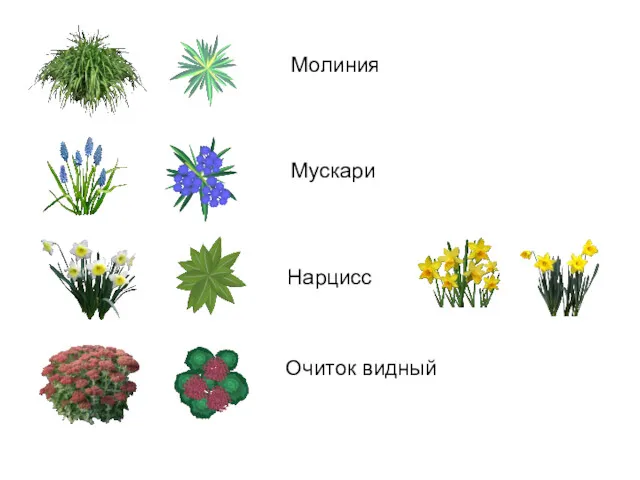 Мускари Молиния Нарцисс Очиток видный