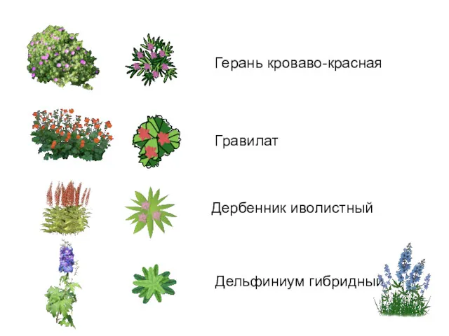Герань кроваво-красная Гравилат Дельфиниум гибридный Дербенник иволистный